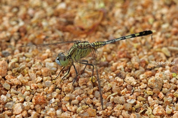 Segellibelle (Diplacodes trivialis)